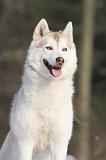 SIBERIAN HUSKY 174